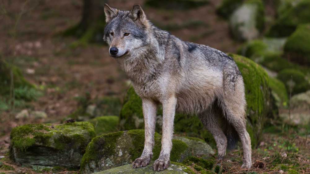 Uomini e lupi, una storia di coesistenza