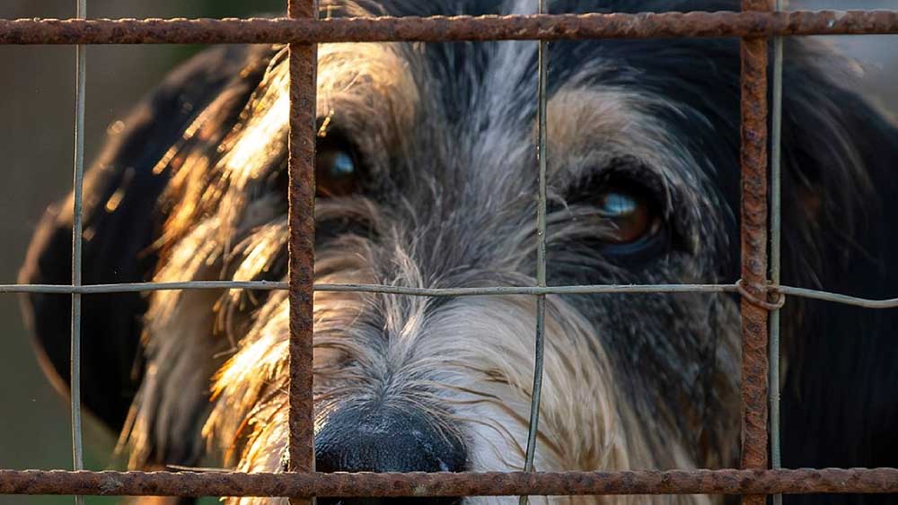 Rudy, il cane che aspetta ancora una casa