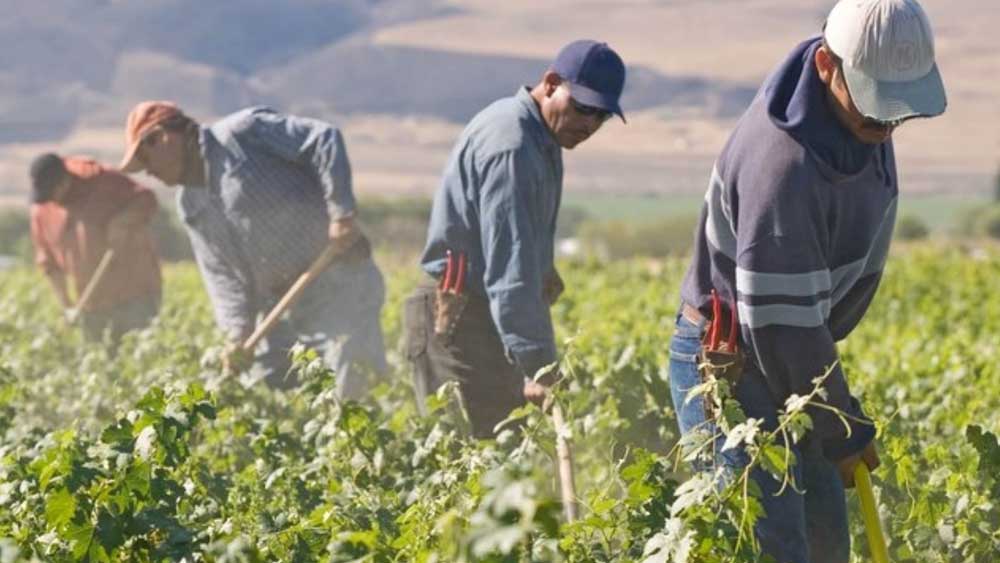 Schiavitù moderna nelle campagne di Catania, la storia che nessuno vorrebbe leggere